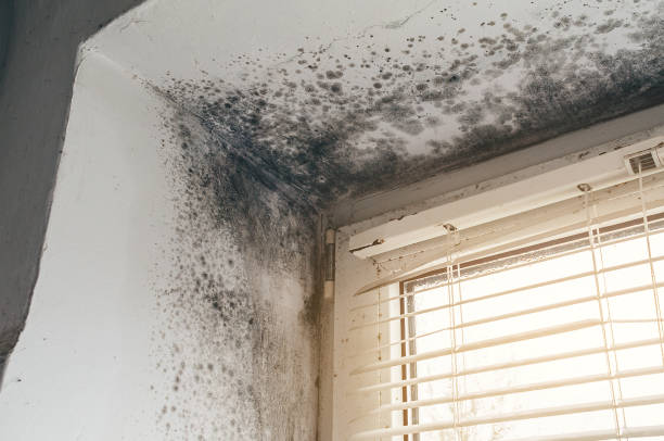 Affordable Mold Cleanup solutions in Blairs Mills, PA